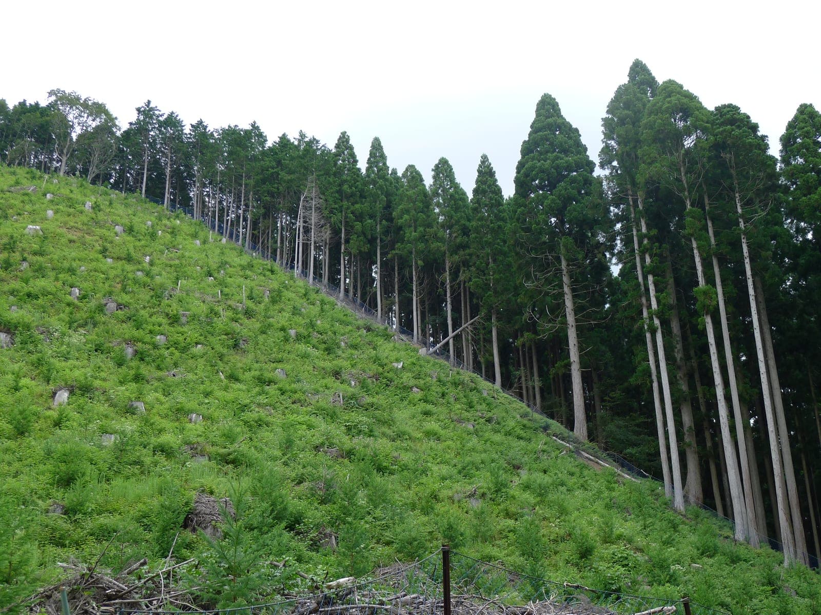 Kitayama cedar forestry landscape