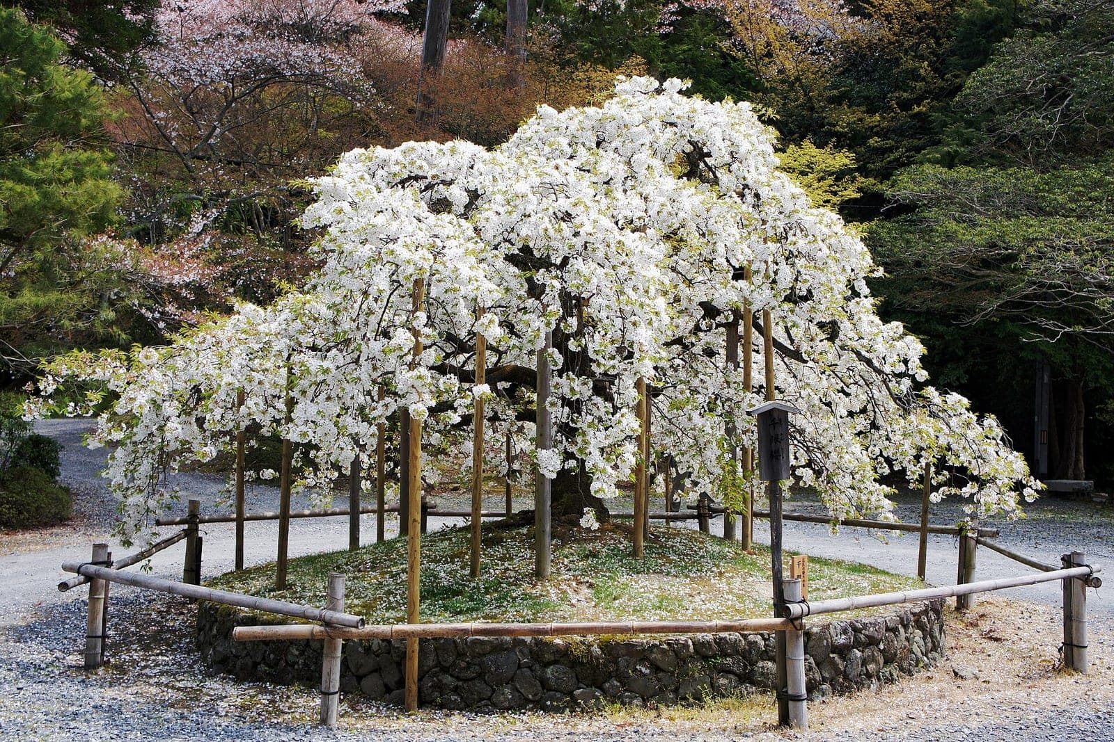 Spring scenery at Oharano Shrine
