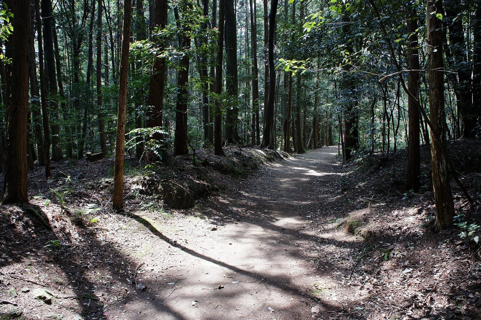 A quiet woodland path at Oharano Shrine