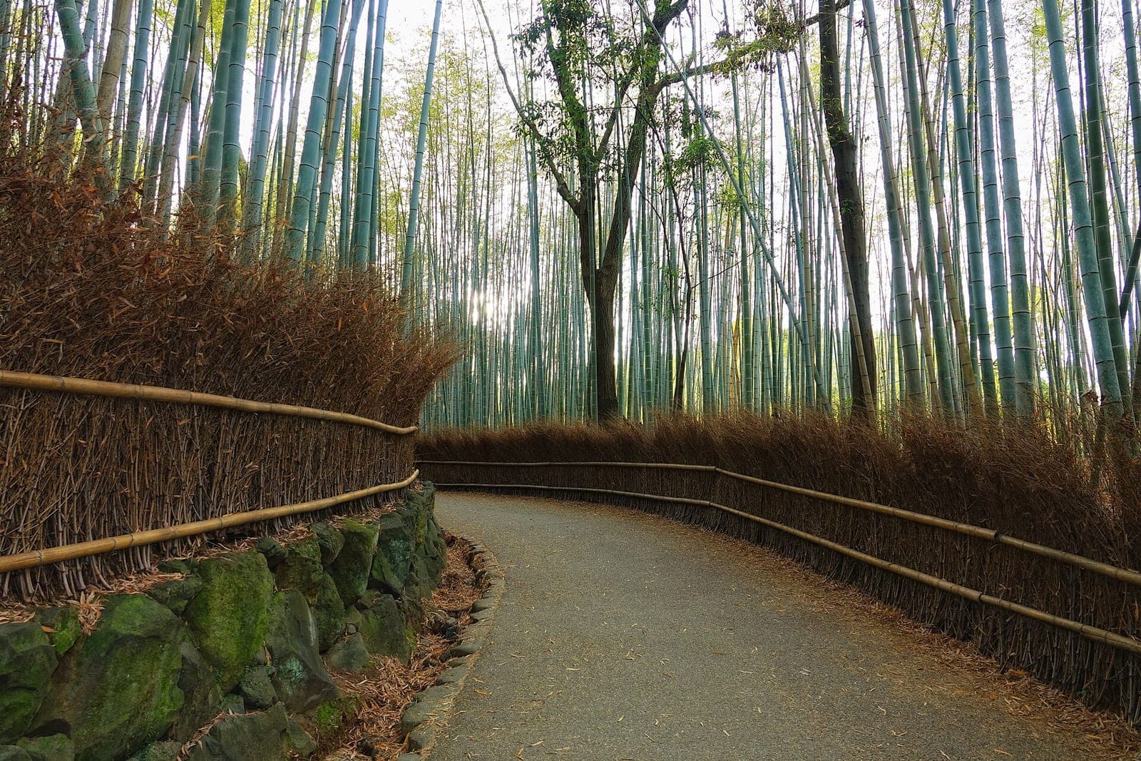A path through the Arashiyama Bamboo Grove