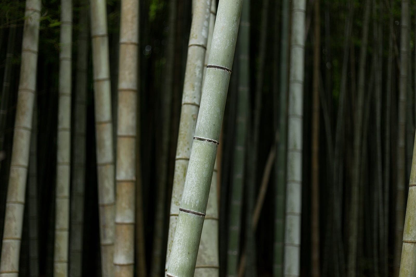Tall bamboo in Arashiyama