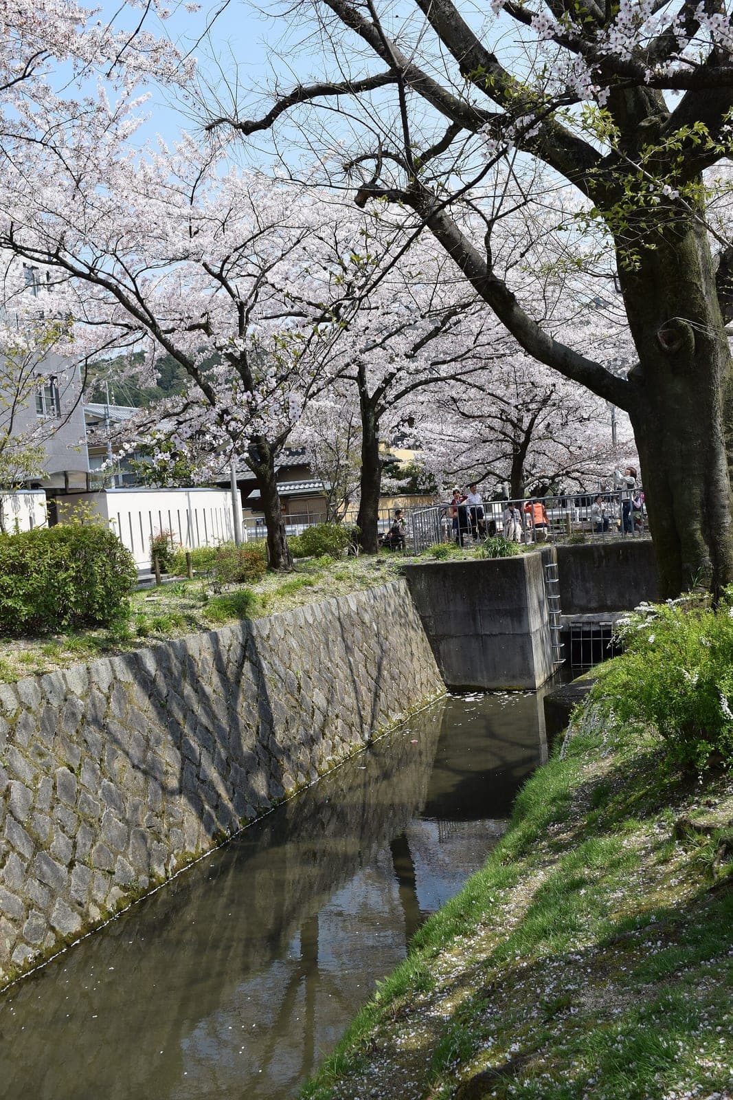 Cherry blossom on the Philosopher's Path
