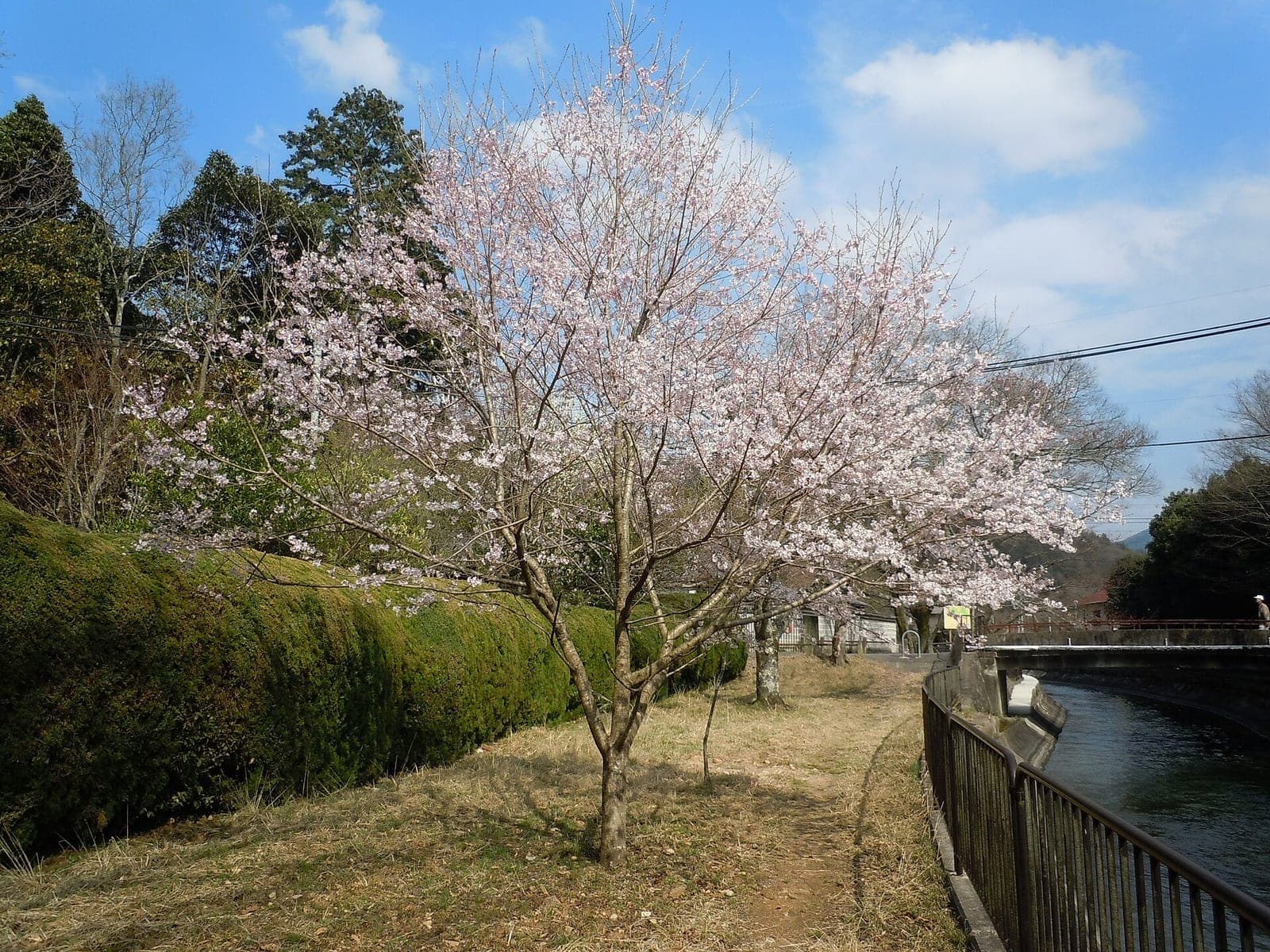 Cherry blossom along the Yamashina Canal